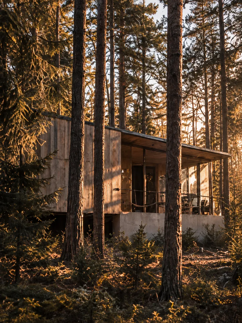 Low timber and concrete house raised among tall pines, the evening sun on the trunks and cladding