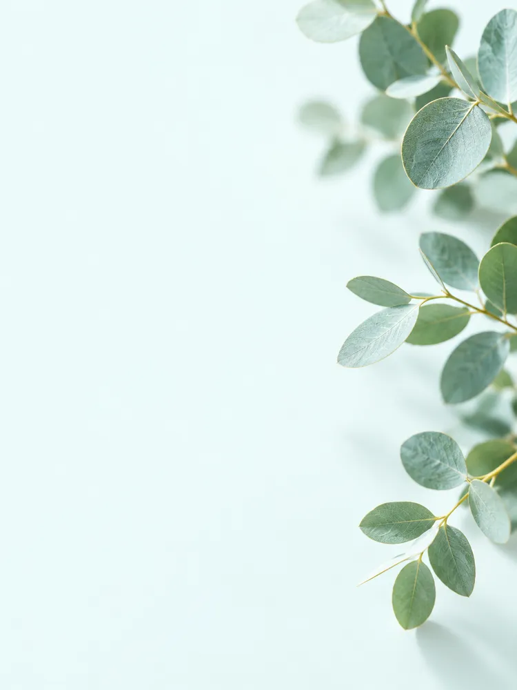 Sprigs of silver-green eucalyptus leaves on a pale mint background