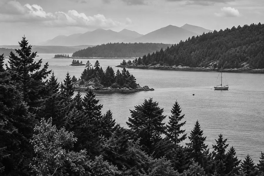 Spruce treetops above a calm bay with a wooded island and a small sailboat